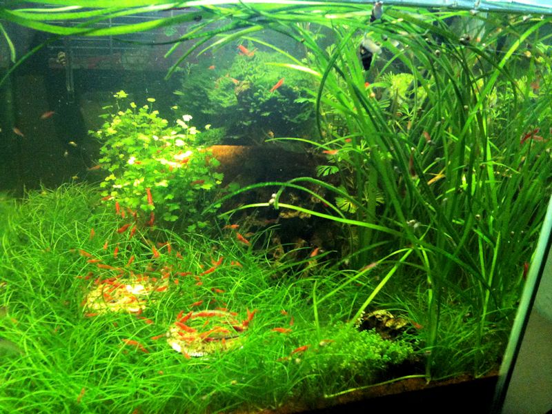 Mon Scaper's Tank 50L Aquascaping - Page 9 904615IMG0781