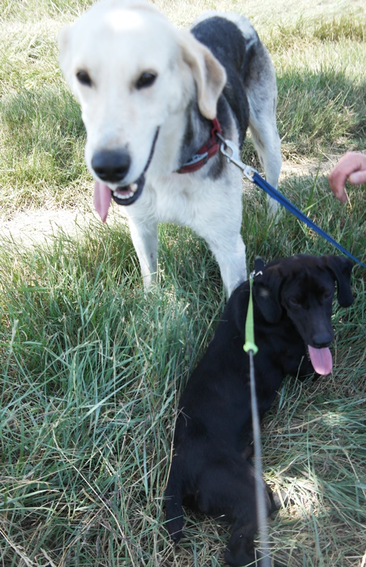 SPIKE (mâle croisé chien chasse beige et noir) 904753SAM2446