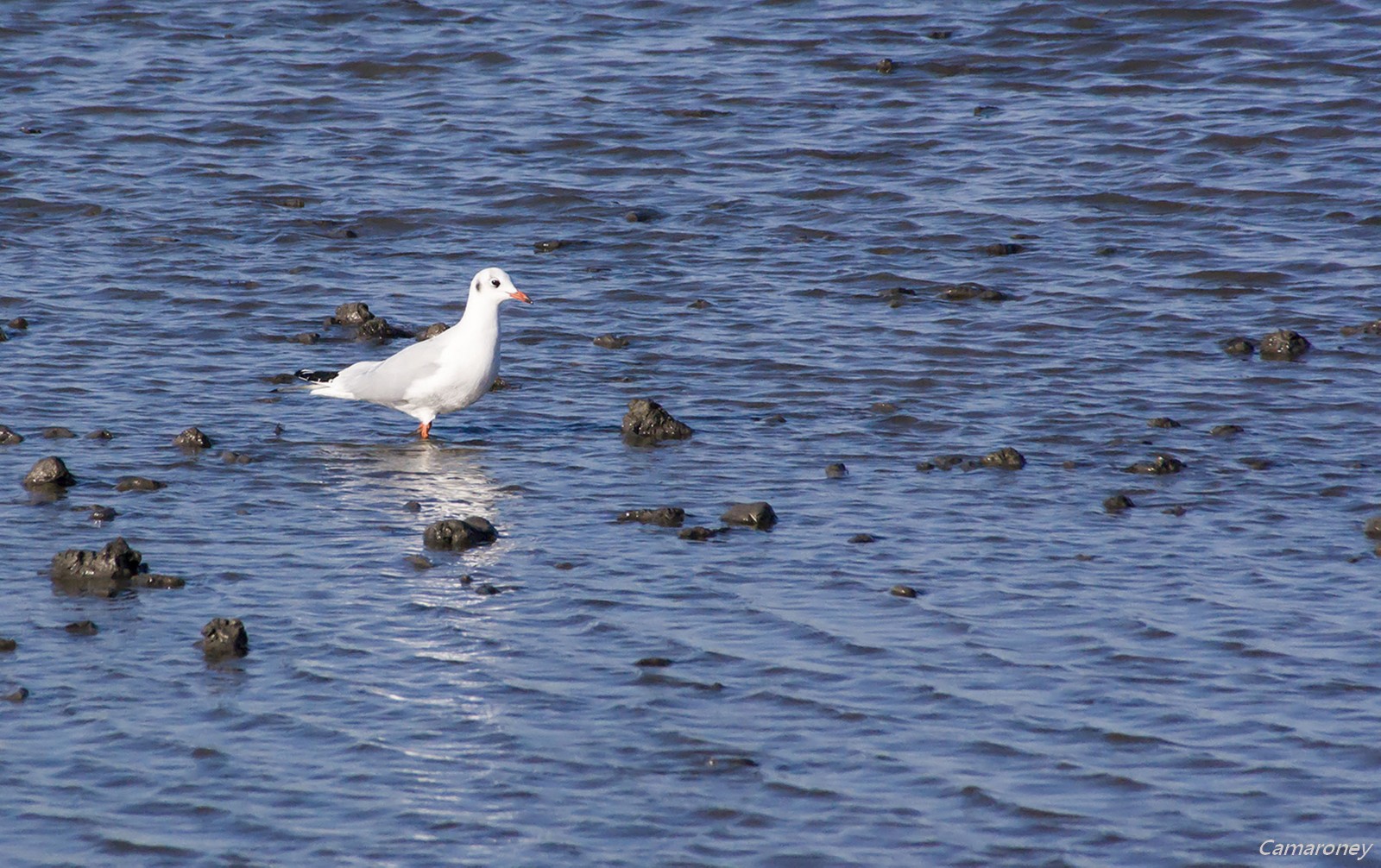 Parc ornithologique du pont de Gau  904775DSC53341600