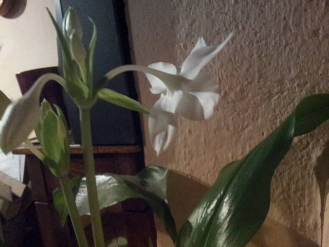 eucharis ou lys d'amazonie - Page 2 90589320161228201114