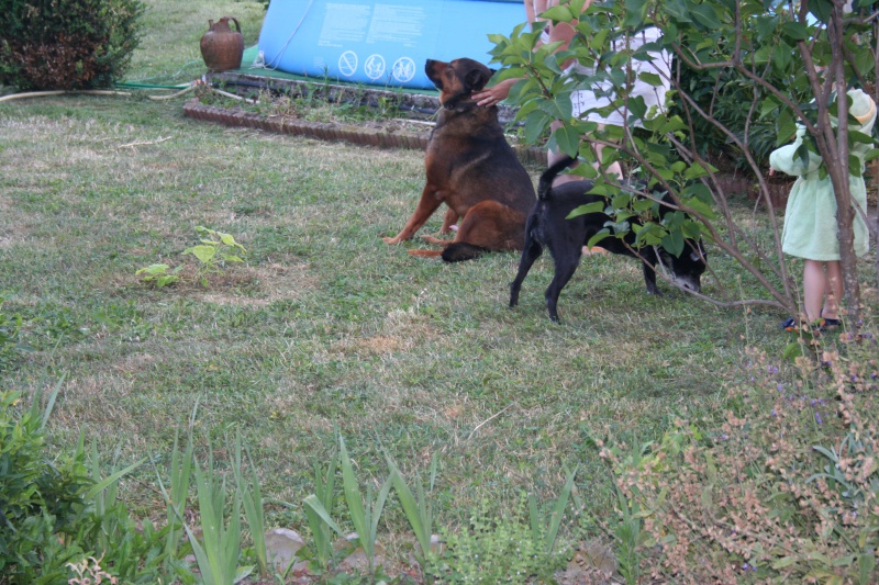 KISER (mâle croisé malinois) 907015KAISER006