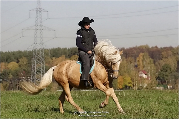 Marionaud. Haflinger ( é ) 9070635efc0ba2