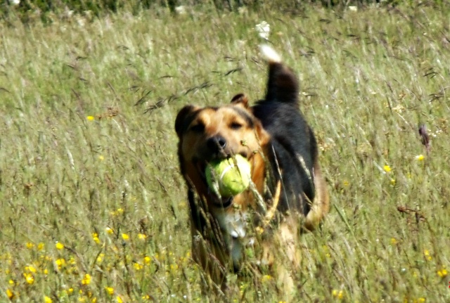 Trouvé croisé jagd terrier dans le Tarn (81)  907921do017