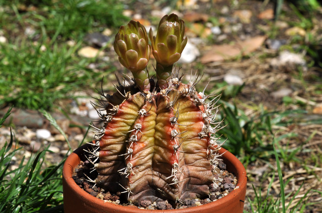 GYMNOCALYCIUM !!! - Page 2 907965gymnocalyciummihanovichiimelocactiformi1106261