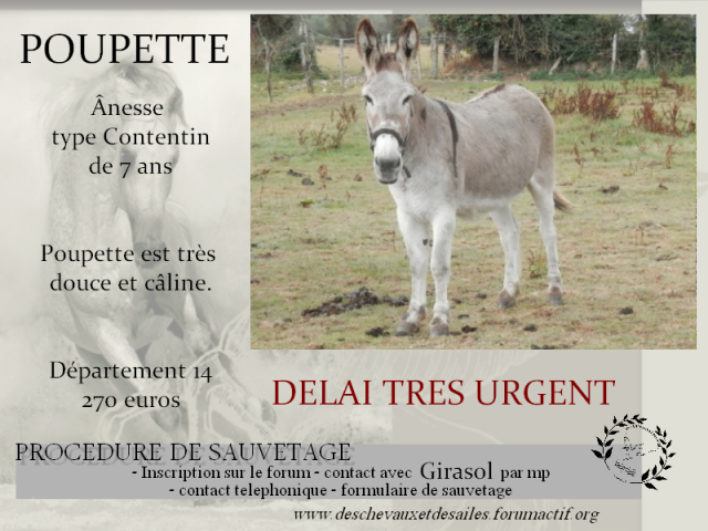 (dept 14) Poupette ânesse 7 ans grise (délai 4 octobre) 909071POUPETTE