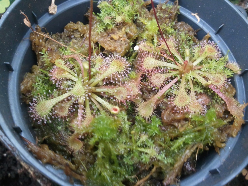 Quelques Drosera 90913320130521182123