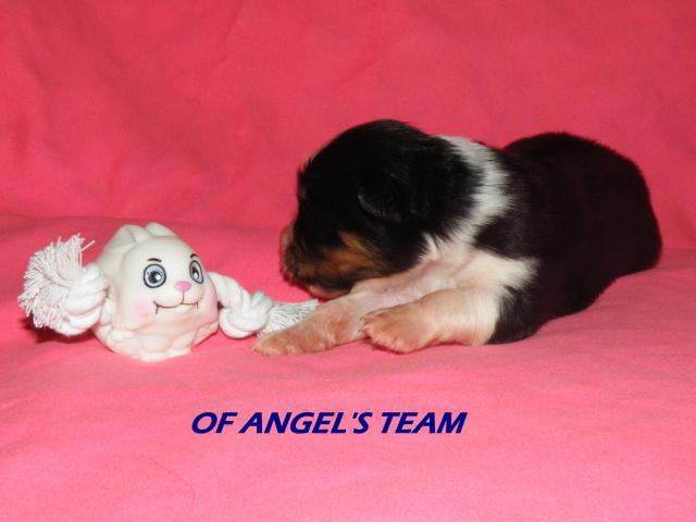 L'elevage OF ANGEL'S TEAM vous prsente : 911130J7FNT1