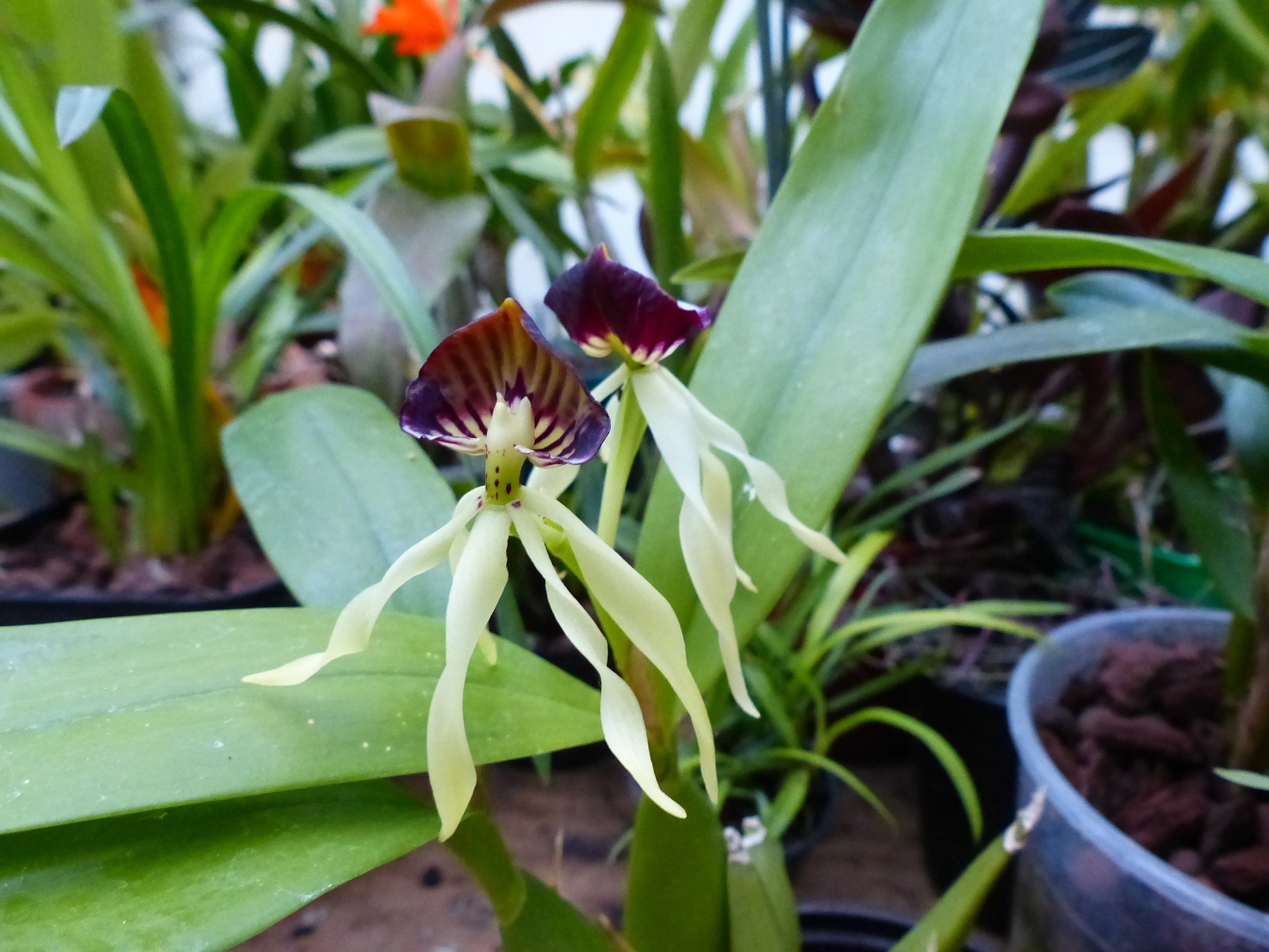 Prosthechea cochleata 911510P1240889