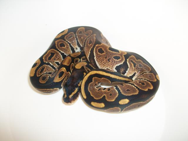 Meos Reptiles : Python Regius  9118361000876