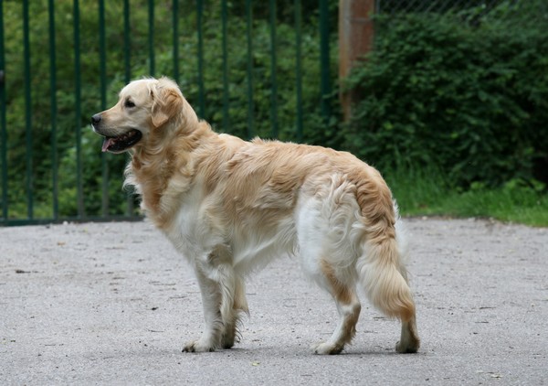 Le Golden retriever 9125531277158924