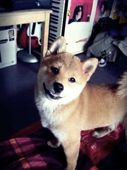 Ma Donnie, ma shiba, mon soleil ♥ - Page 2 9132571016666b