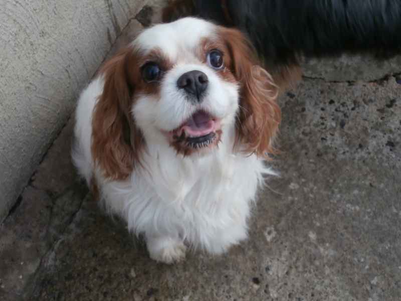 Calypso (mâle cavalier king charles) réservé 914189PC241845