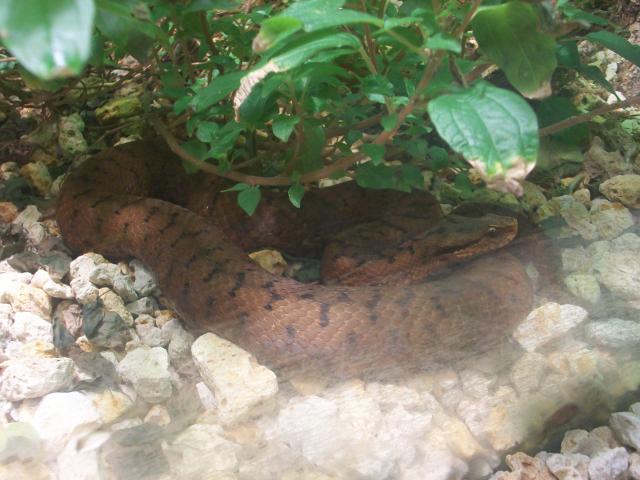 Vivarium de la ménagerie du Jardin des Plantes 9145521009791