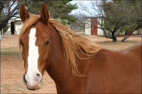 Tendresse, Welsh x OI (l) 9147888521