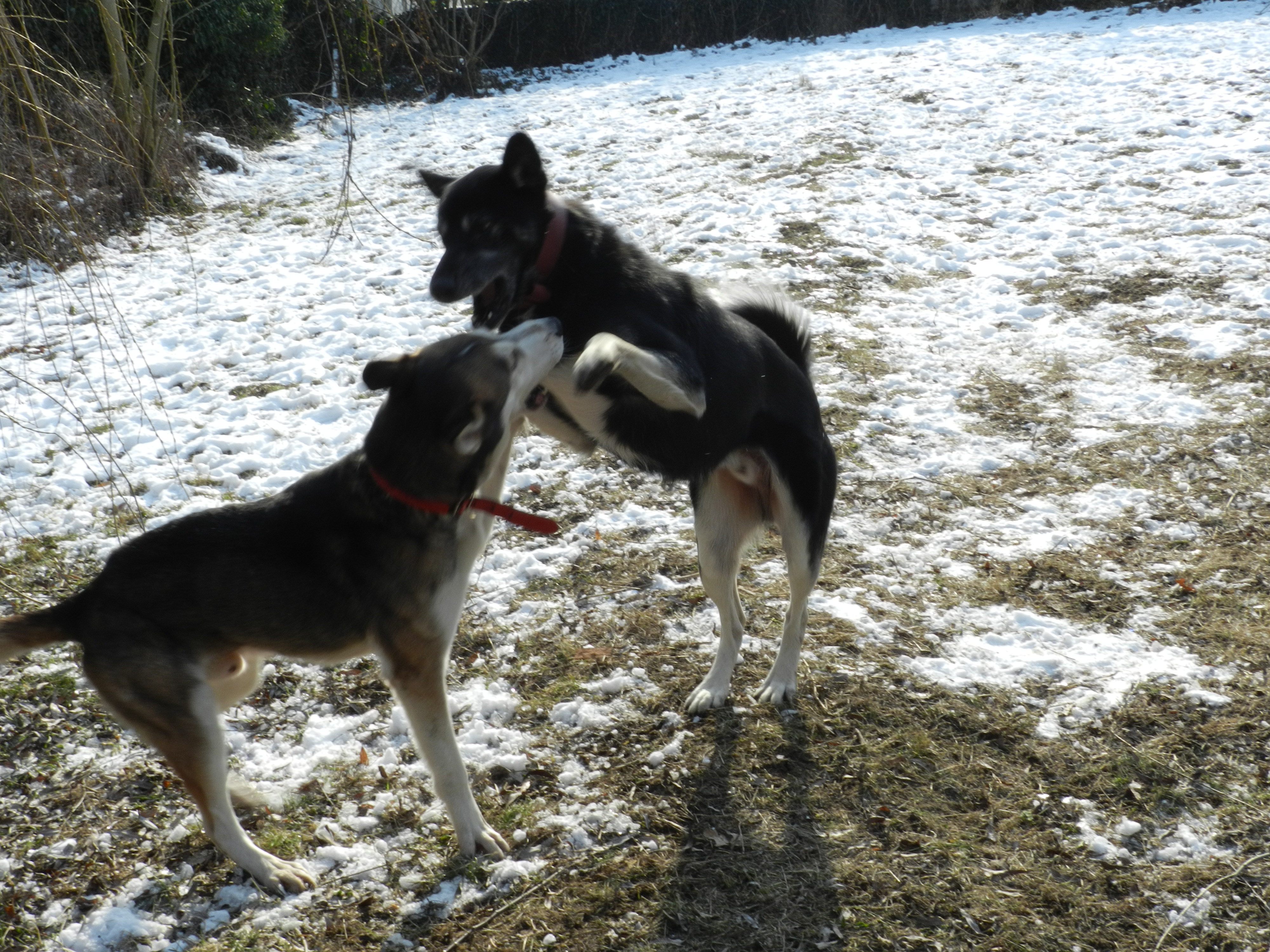  Link Berger X Husky mâle 5 ans gris et blanc PAR:38 ADOPTE 916760DSCN2051