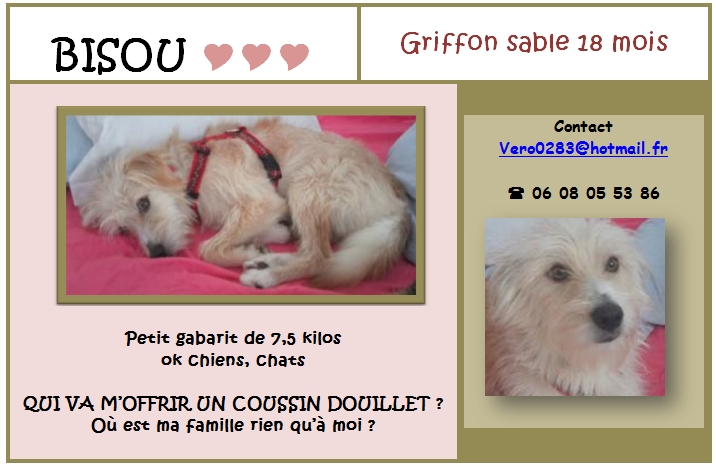 BISOU JEUNE GRIFFON SABLE fourrire 62 (urgent) 18 mois 916789bisou18mois