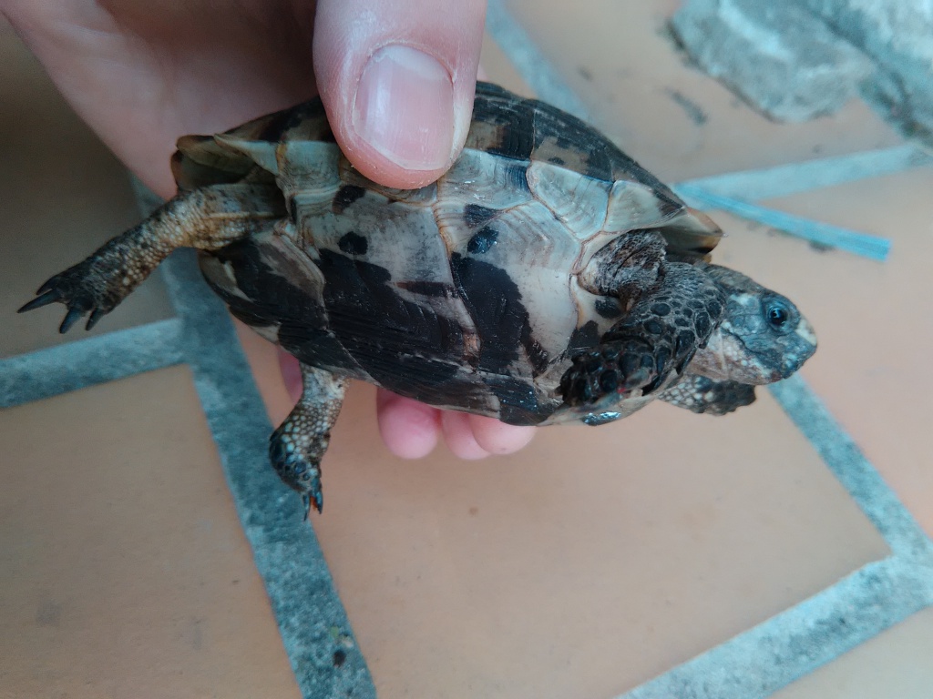 J'ai trouvé une tortue...  917253IMG20150905120827