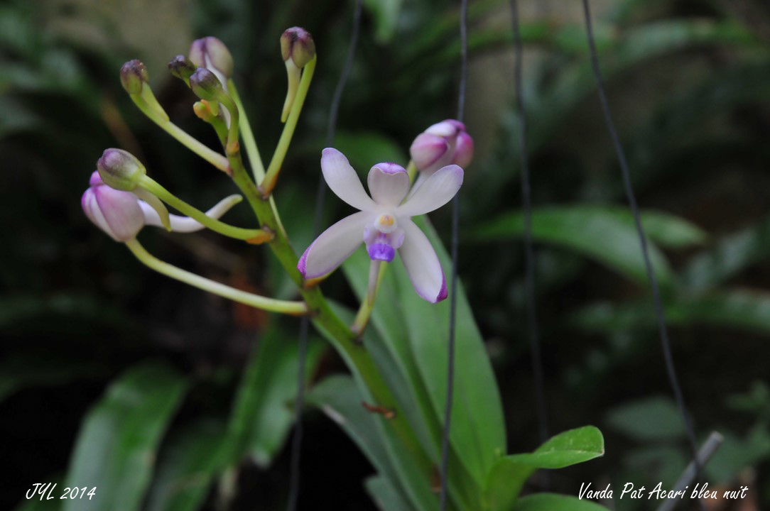 Vanda Pat Acari nuit bleue 917857patacari14