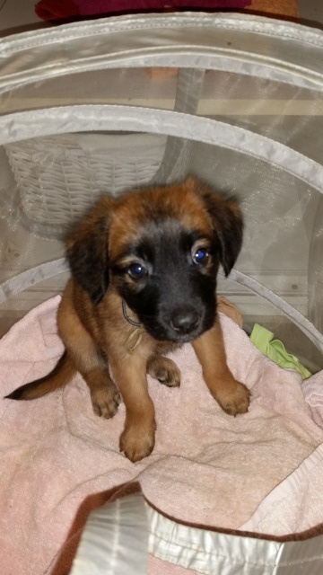 Petite famille + 1 tite chiot à l'abri 91798820160528185558