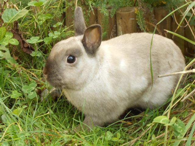 (Adoptés) Pic et Croc, couple lapin-chon, Refuge FREE 919118DSCN0246Small