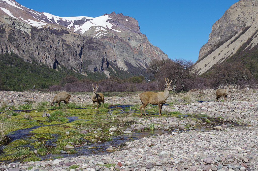 Quelques images de Patagonie chapelles de marbre 919124Huemul