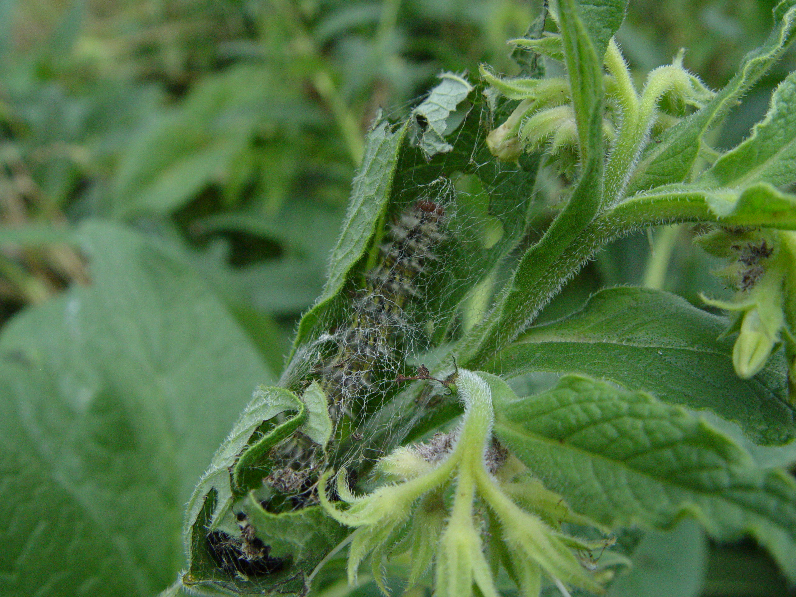 [Belle-dame ou Vanesse des chardons (Cynthia cardui)] ID chenille sur consoude 919175Chenilleconsoude008