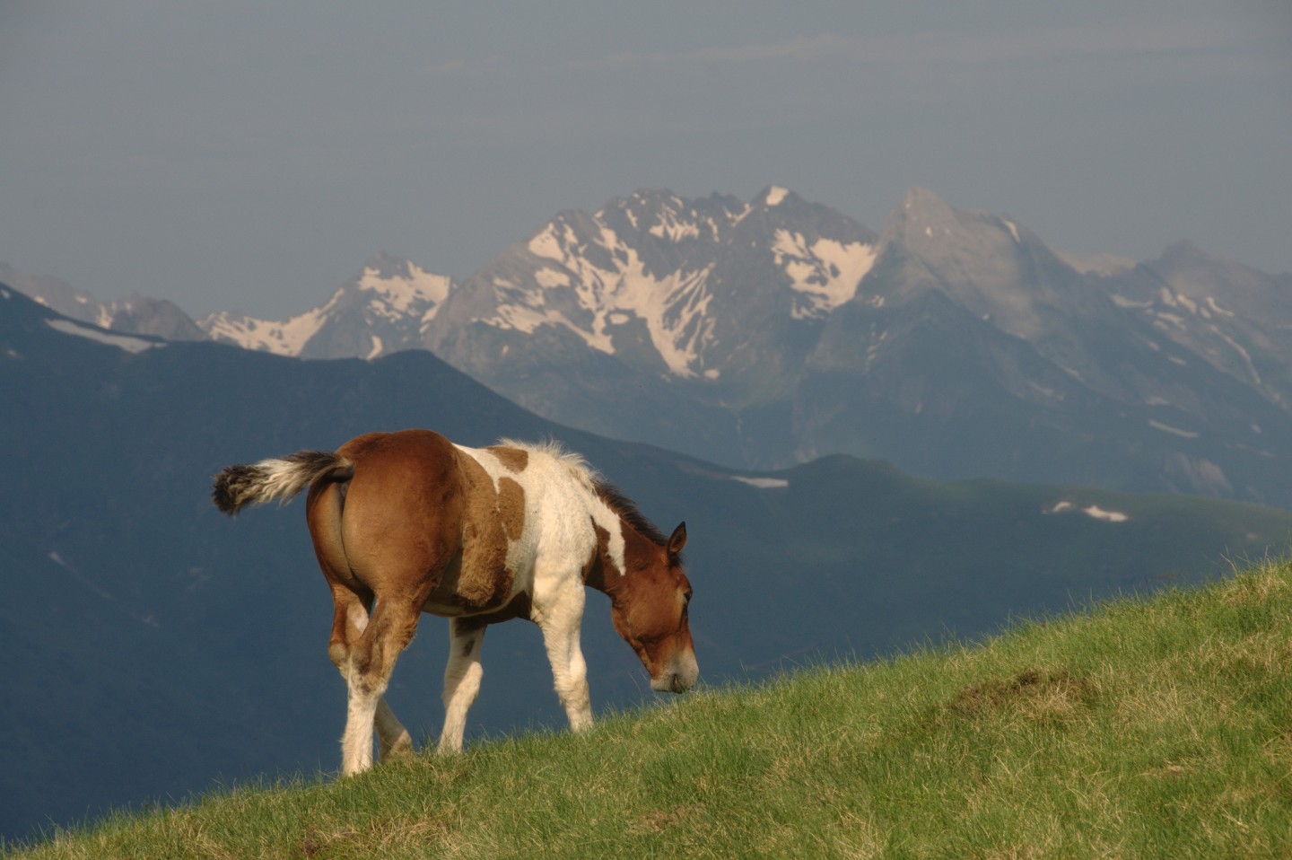 Une vie pyrénéenne de labrit des pyrénées - Page 21 919727DSC0083