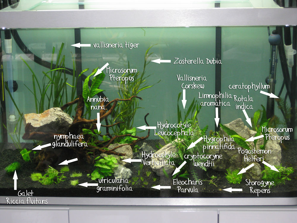 Lancement Osaka 260L - Page 2 919877aquariumweb