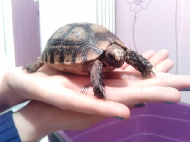 J'ai trouvé une tortue...  921583IMG20150904230646