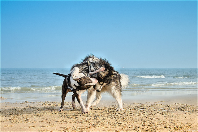 Photographie d'animaux - conseils pour devenir un pro ! - Page 11 92206110733260475c4d5b4efcfz