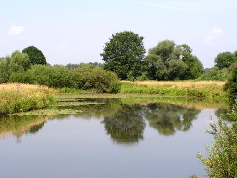 Ecosystèmes -animaux et plantes 923277Starorzecze