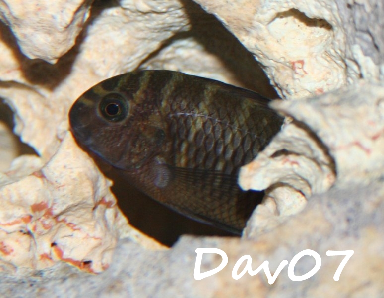 Tropheus sp."red" Chimba 923903toph3800x600