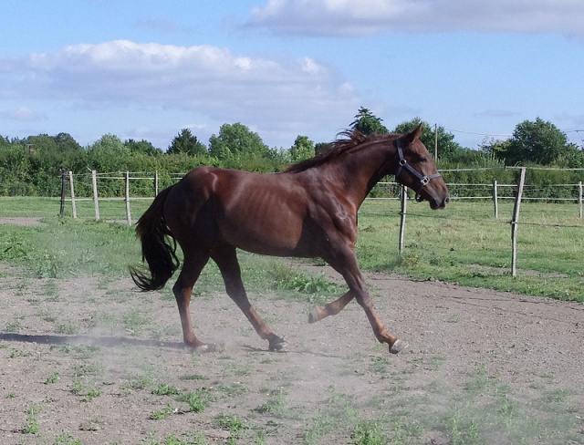 [PLACE NAT] ANDY Marron glacé recherche Lucky Luke ... 925576andy3