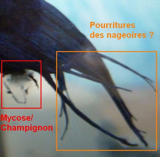 [clos] Poisson combattant avec mycose ? 926791Sanstitre2