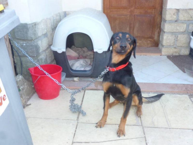 JB, mâle croisé beauceron né en 2011 929124JB9