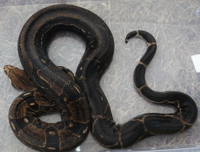 Identification Boa. 929344Bahia1