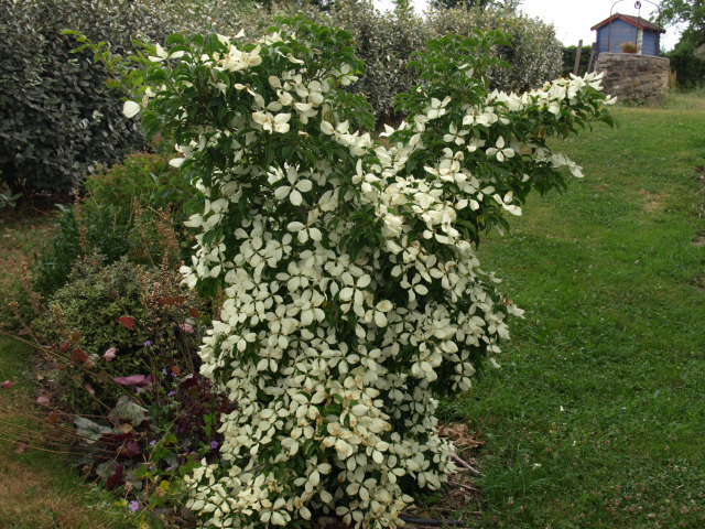 cornus hong kong 930075P7028836