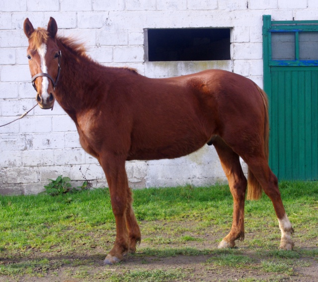 [PLACE JOSEPHINE] DUCJAN Un bébé sucre d'orge  930096ducjan2