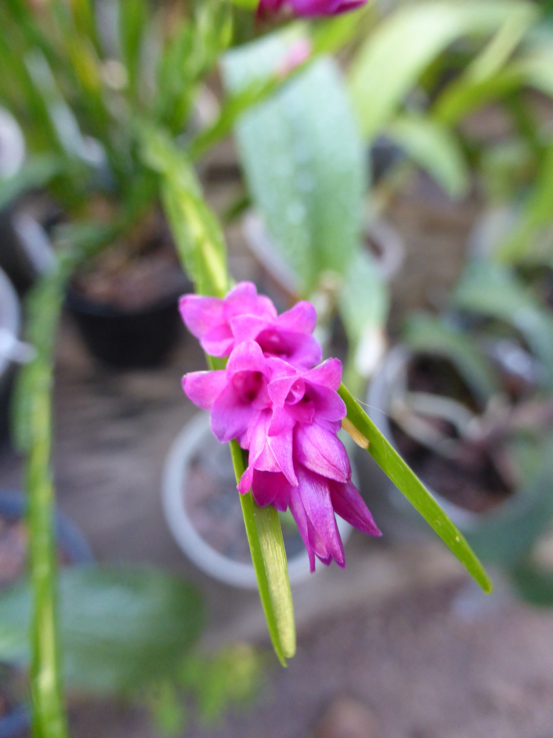 Isochilus linearis 931325flodecembre2016