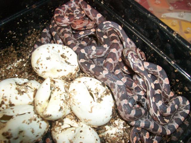 Meos Reptiles : Pantherophis Guttatus 9313551009994