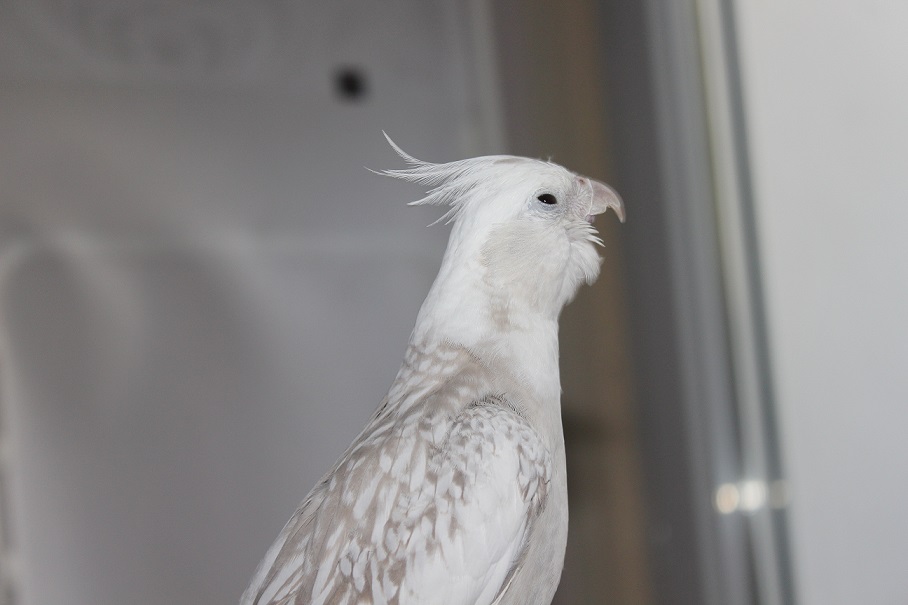 Enjil et Frida, mes deux petites beautés ! 932518IMG4150