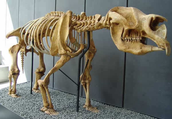 Animaux préhistoriques -Diprotodon - Chalicotherium -et autres(photos,textes...) 932941diprotodon02