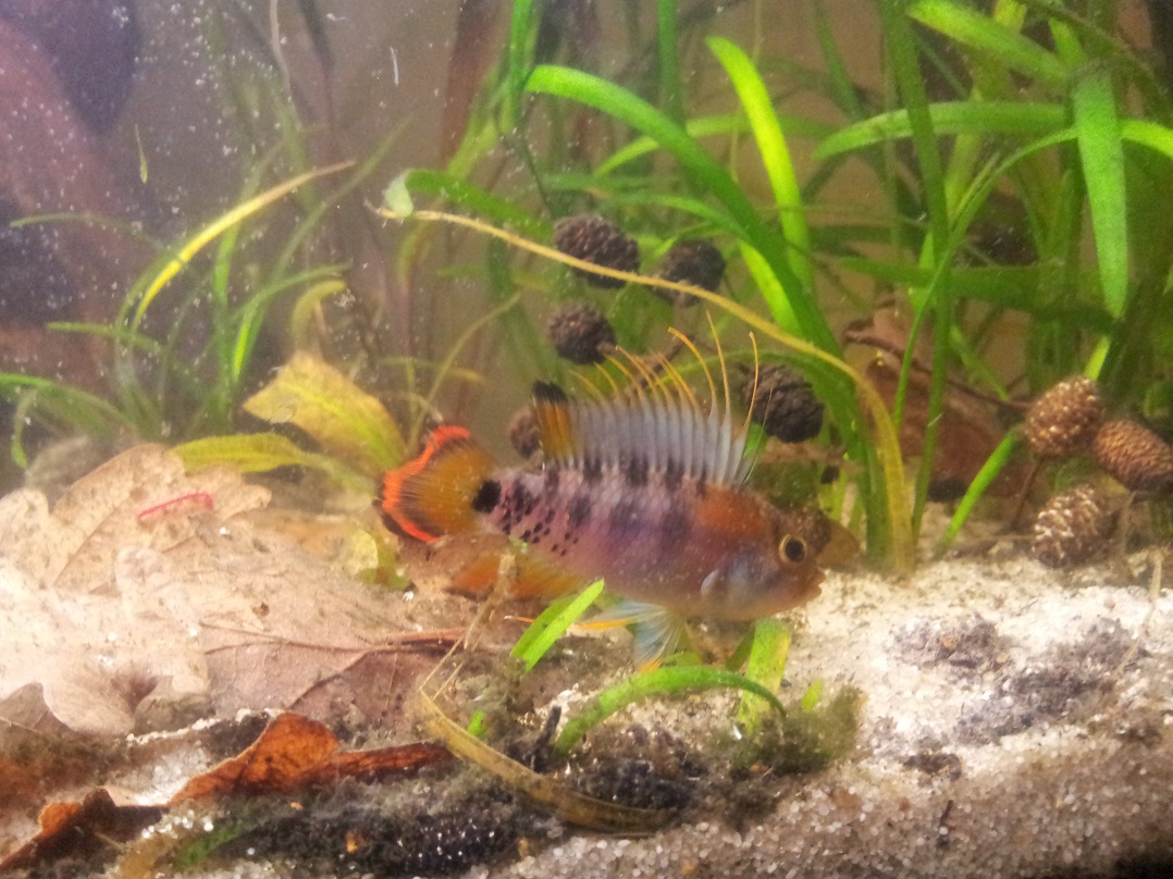 Apistogramma Baenschi  933069malebaenschi