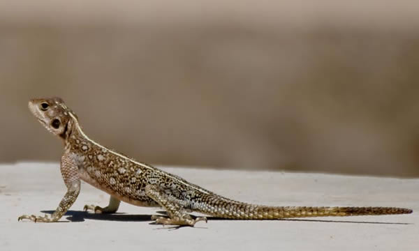 Animaux - Lézards - Caméléon panthère -Anguidae - L'orvet - 933823agame1137d503