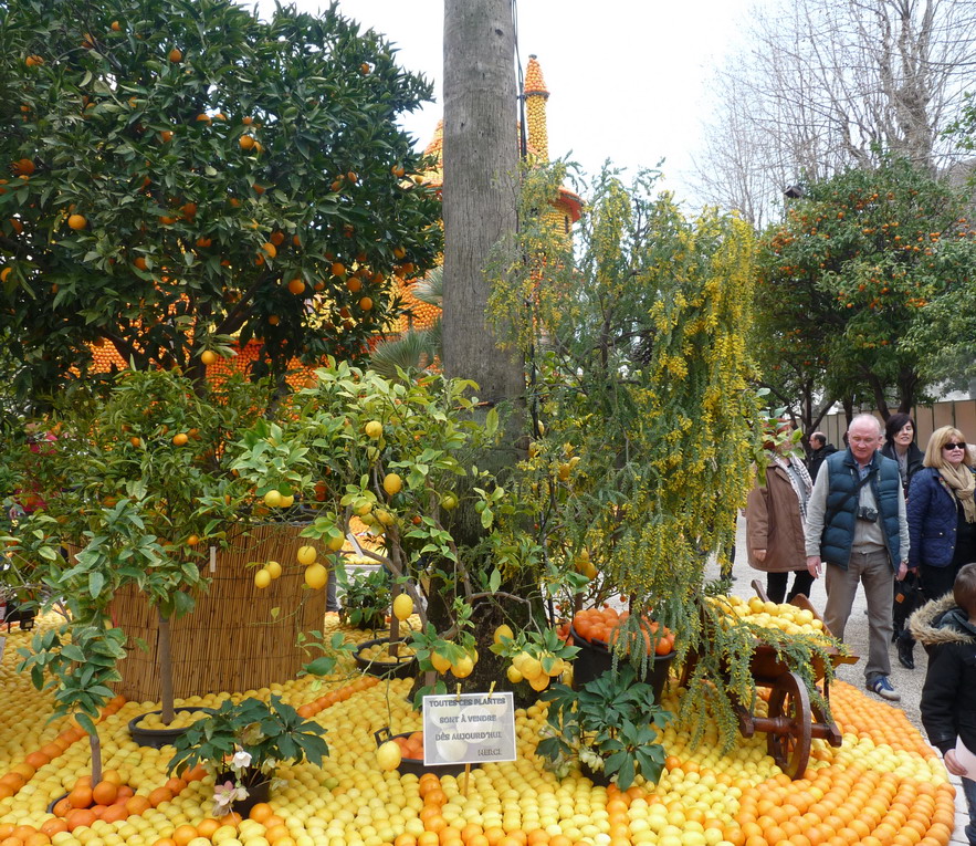 A MENTON LES CITRONS ET LES ORANGES NOUS ONT RENDU COMPLETEMENT GIVRES !!!!!!!!!! - Page 11 935153Photo156