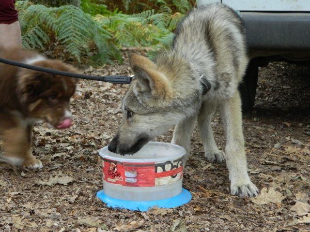 Balade...de loups ! 935339DSCN0228