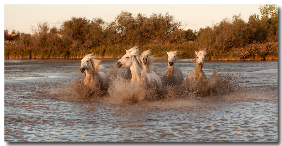 Camargue 937872Camargue1