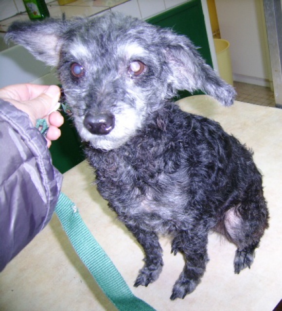 HARRIETT CROISEE CANICHE NAINE FEMELLE 10 ANS CANI SENIORS 938064HENR