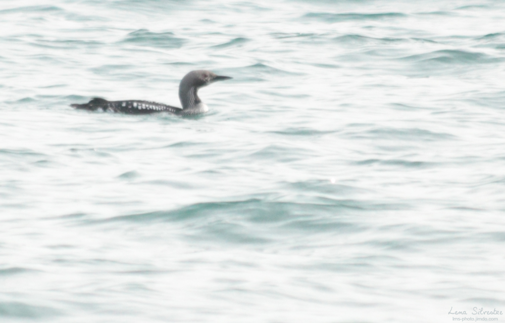 Les photos de La Mouette Savante - Page 40 939244plongeonarctique