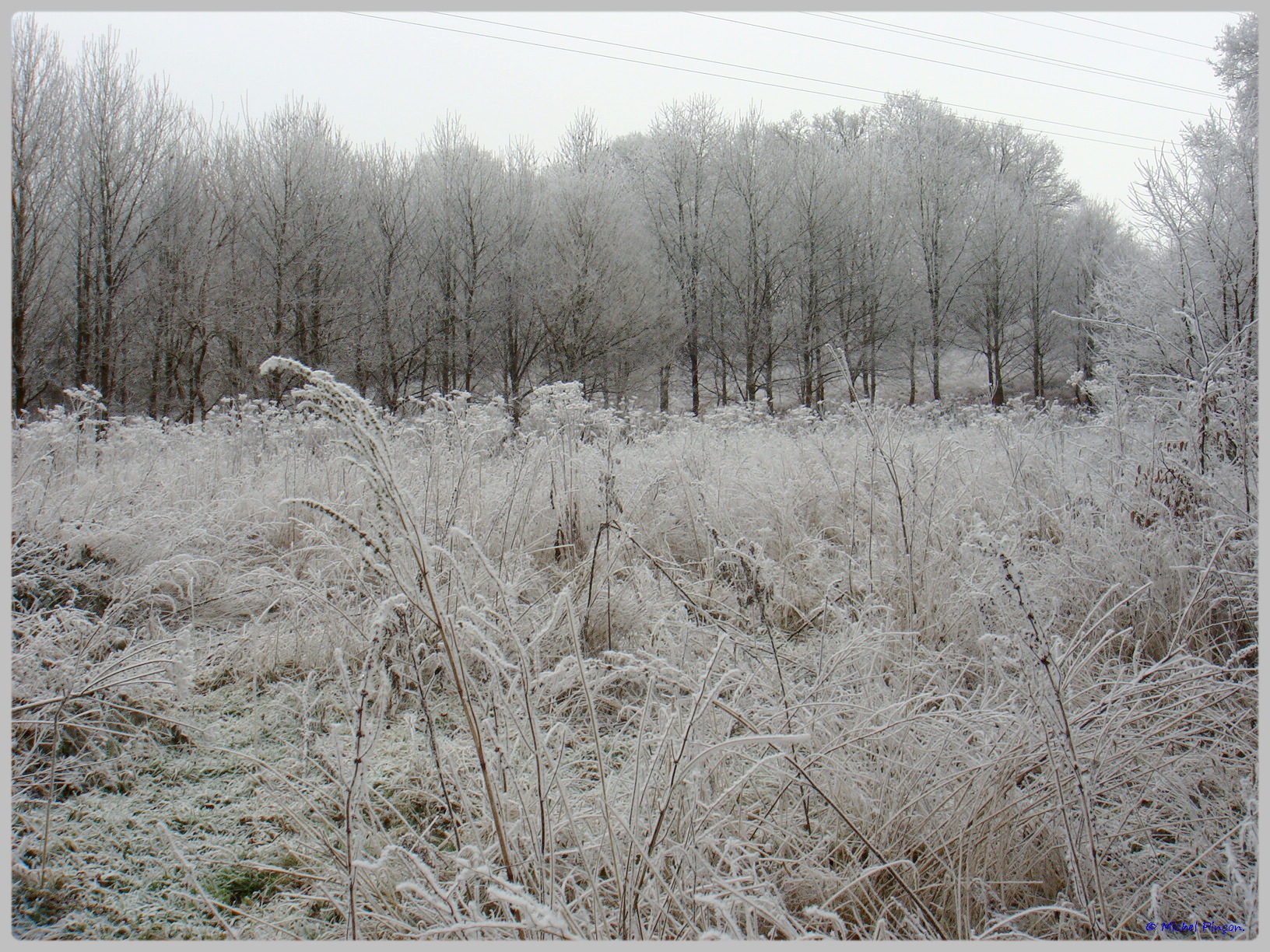 [fil ouvert] la forêt dans tous ses états - Page 12 939282DSC011772